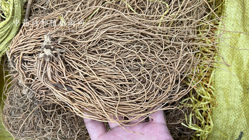 白薇种子 白薇价格 白薇图片 价格行情好 中药材种植