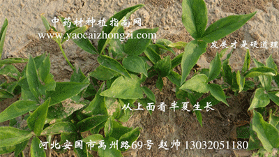 旱半夏_种植旱半夏收入如何(3)