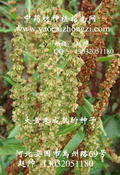 dahuang3.jpg