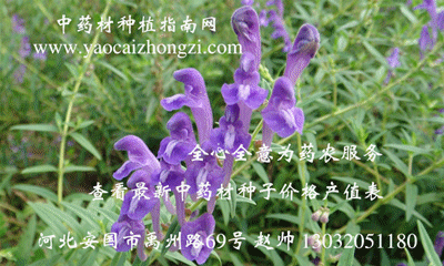 黄芩生长图集