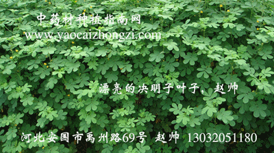 决明子生长期图集