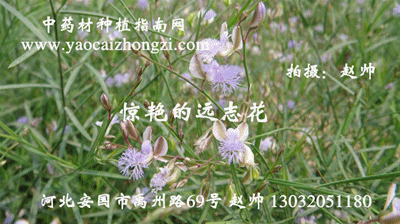 远志图集