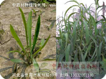 图2:柴胡小苗与植株