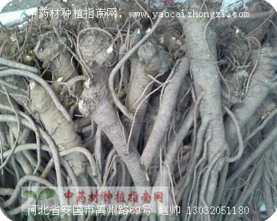 当归图片