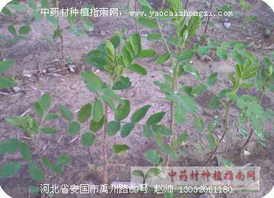黄芪小苗图片