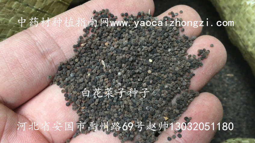 白花菜子种子图片