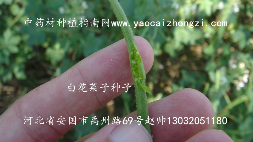白花菜子种子图片