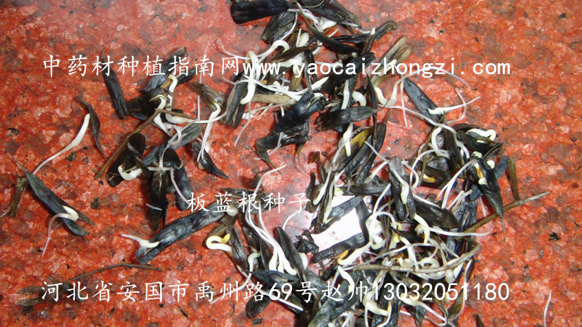 板蓝根种子图片