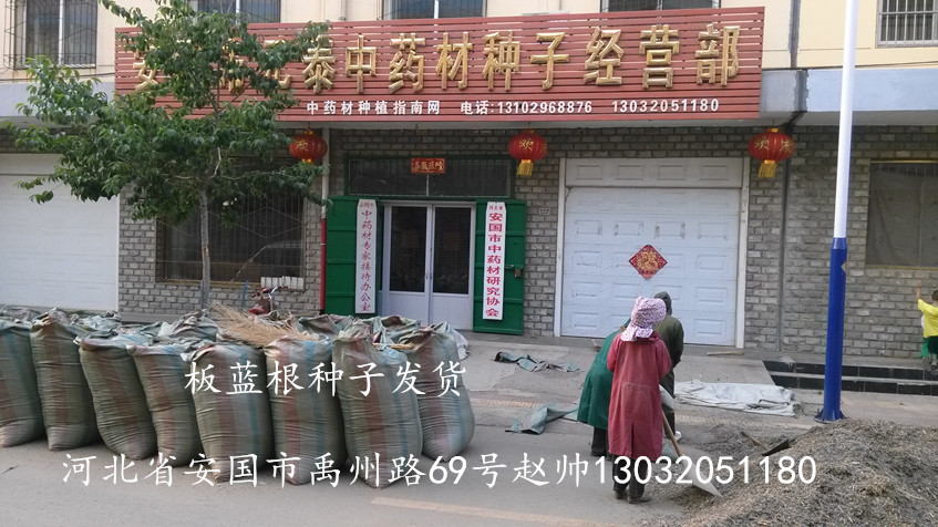 板蓝根种子图片