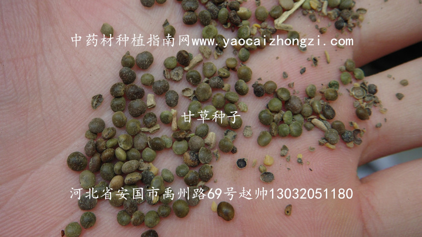 甘草种子图片