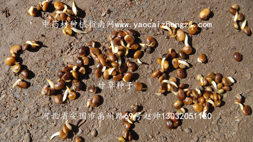 甘草种子图片