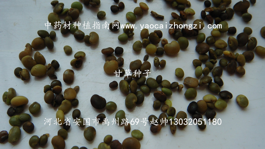 甘草种子图片
