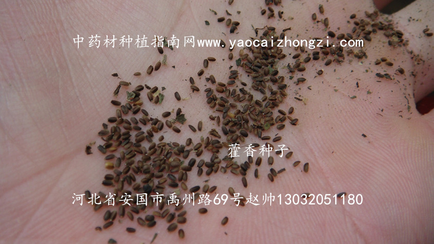 藿香种植效益分析和种植技术