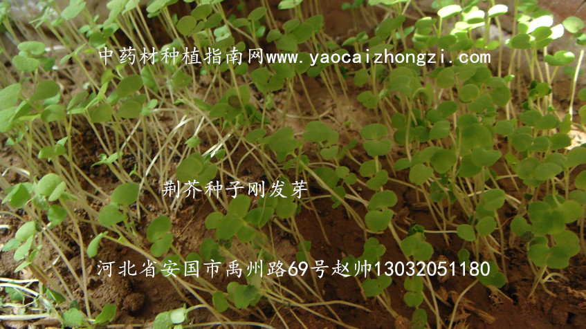 荆芥种子图片