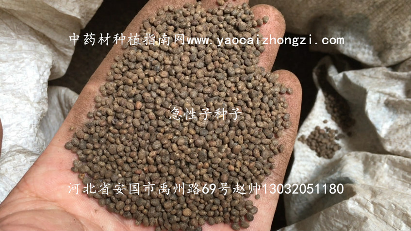 急性子种子图片