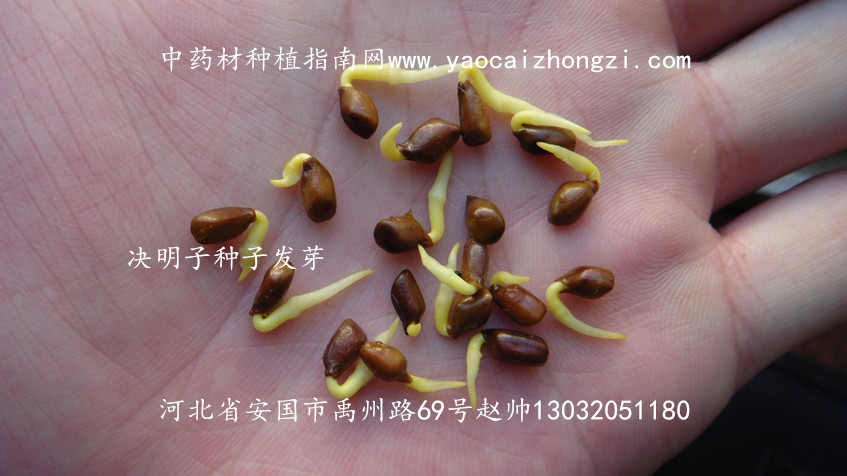 决明子种子图片
