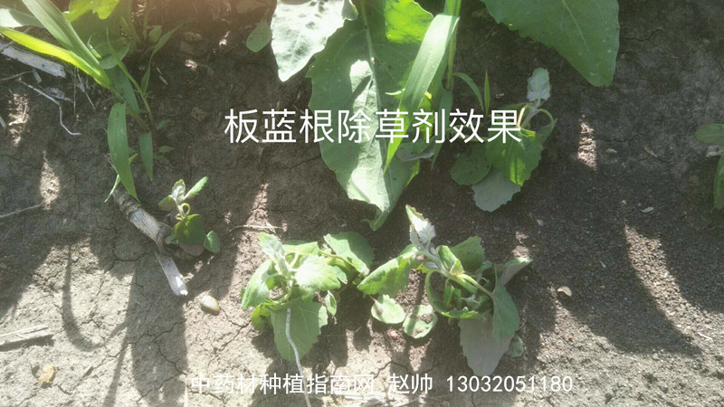 图示:中药板蓝根科专用除草剂,客户反馈照片,中药材种植指南网